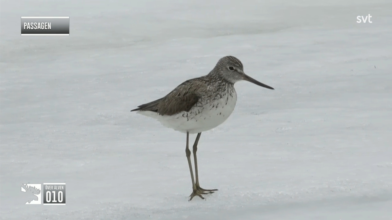 Gluttsnäppa ute på isen