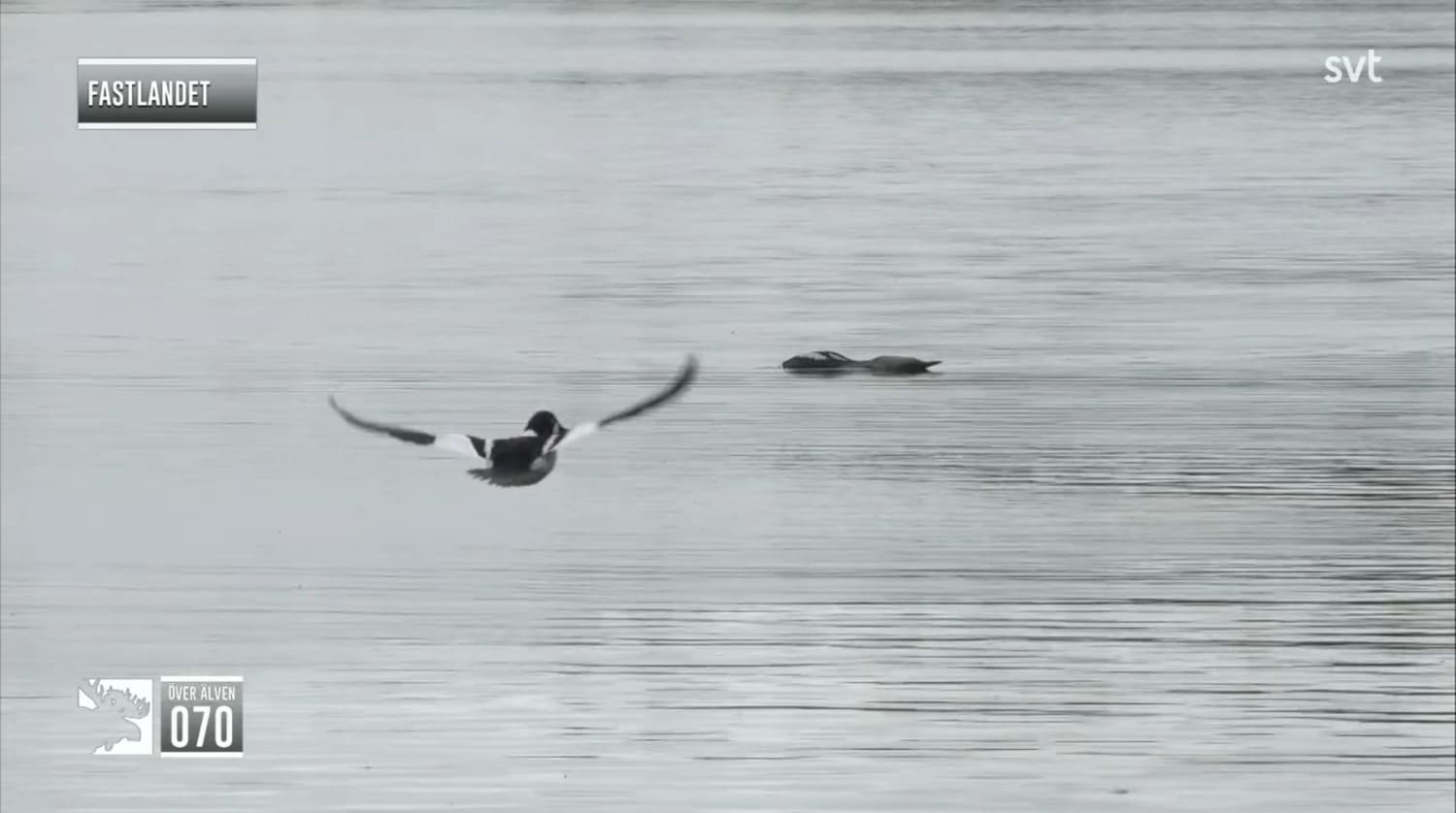 Skärmdump från kamera Fastlandet, en knip-hane ses flyga bakifrån på låg höjd, framför knipan ligger en storlom i vattnet, den har sträckt ut halsen rakt fram och är helt platt jäms med vattenytan.